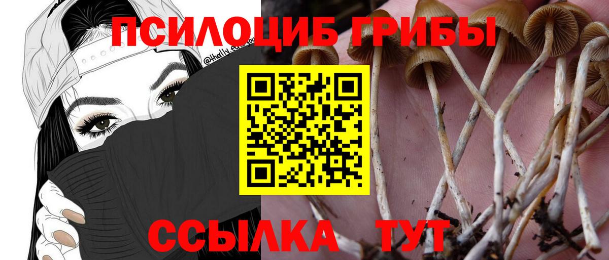 купить наркотики сайты  Алушта  Галлюциногенные грибы Cubensis 